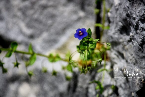 Fiorellino blu PhotoCredit MappingLucia