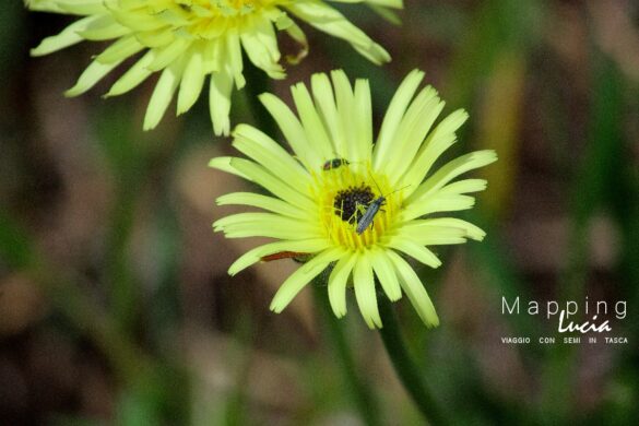 Margherite PhotoCredit MappingLucia