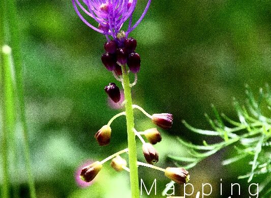 Occhietti viola PhotoCredit MappingLucia