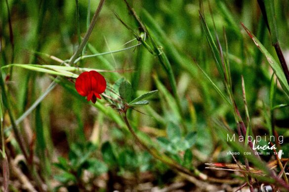 Rosso selvatico PhotoCredit MappingLucia