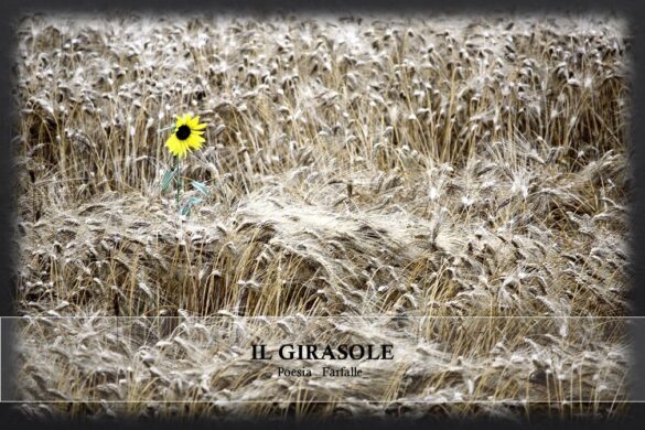 Il girasole Farfalle Pht Emanuela Gizzi Mapping Lucia