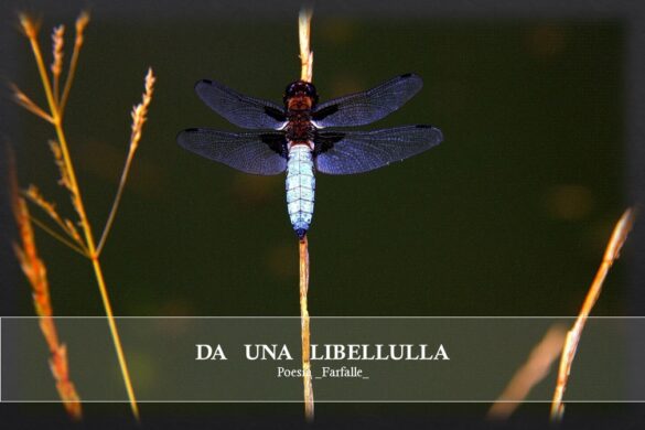 Da una libellula Farfalle Pht Emanuela Gizzi Mapping Lucia