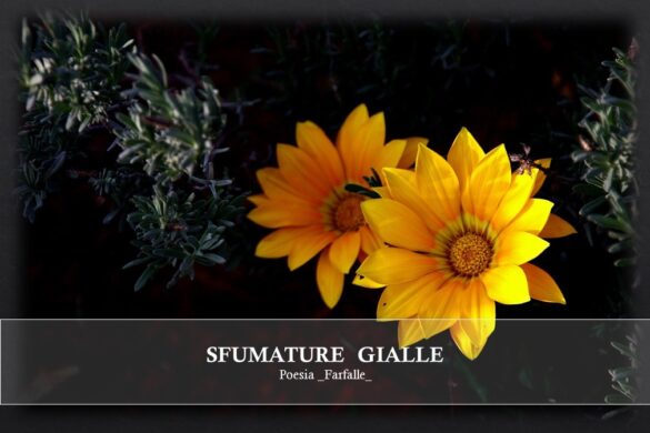 Sfumature gialle Farfalle Pht Emanuela Gizzi Mapping Lucia