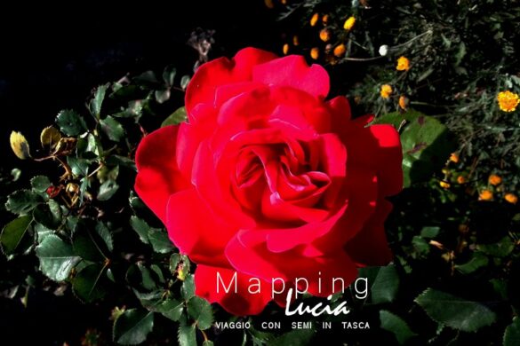 Rosa rossa aperta: Voragine Pht Emanuela Gizzi Mapping Lucia