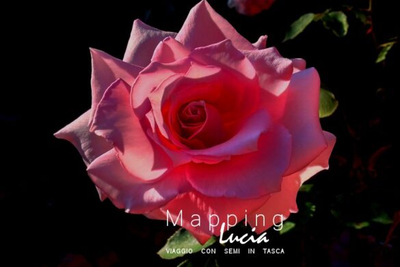 Rosa poetica Pht Emanuela Gizzi Mapping Lucia