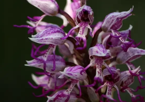 orchidee-di-torre-alfina-acquapendente-pht-emanuela-gizzi-mapping-lucia-10