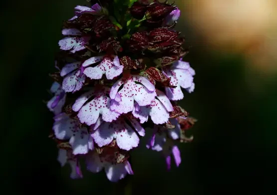 orchidee-di-torre-alfina-acquapendente-pht-emanuela-gizzi-mapping-lucia-13