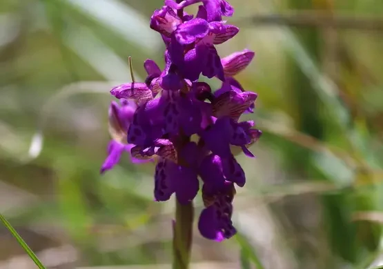 orchidee-di-torre-alfina-acquapendente-pht-emanuela-gizzi-mapping-lucia-14