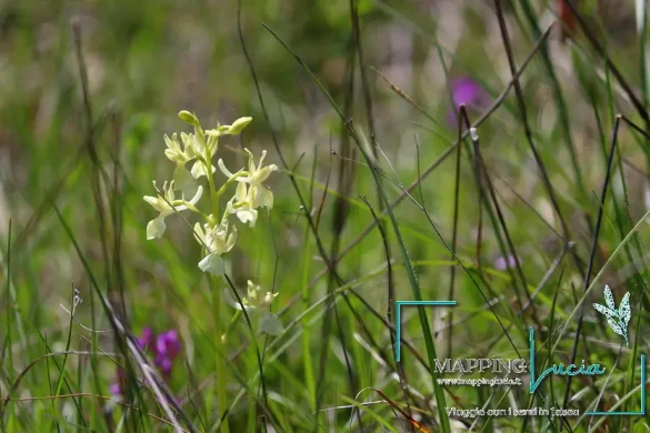 orchidee-di-torre-alfina-acquapendente-pht-emanuela-gizzi-mapping-lucia-18