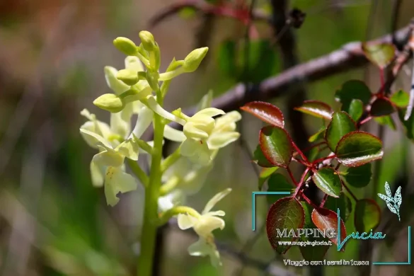 orchidee-di-torre-alfina-acquapendente-pht-emanuela-gizzi-mapping-lucia-19