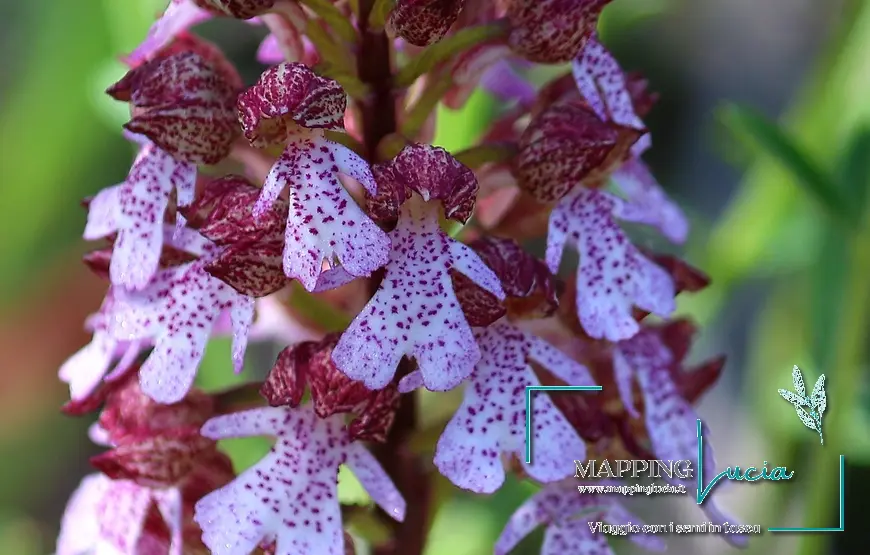 Fotografia-orchidee-di-torre-alfina-acquapendente-pht-emanuela-gizzi-mapping-lucia