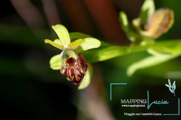 orchidee-di-torre-alfina-acquapendente-pht-emanuela-gizzi-mapping-lucia-3