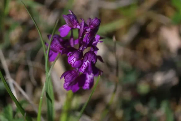 orchidee-di-torre-alfina-acquapendente-pht-emanuela-gizzi-mapping-lucia-6