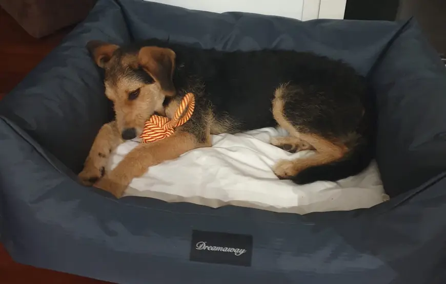 cane-sopra-il-cuscinone-letto-con-palla-arancione-sotto-il-mento