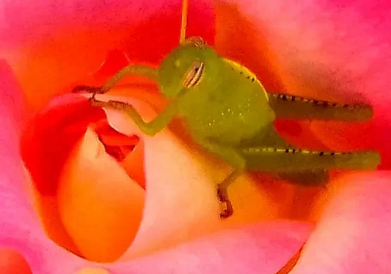 interno-di-una-rosa-fucsia-con-cavalletta-verde