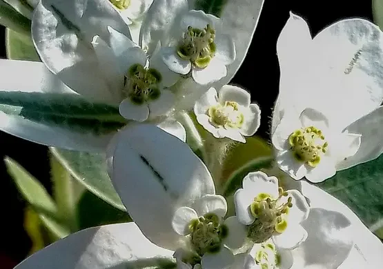 fiori-di-luna-sbocciati