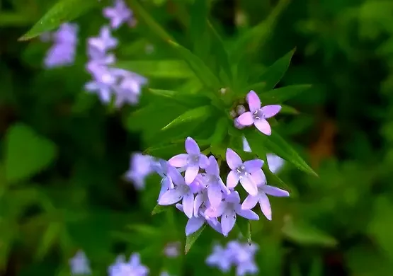 fiorellini-di-campo-violetti