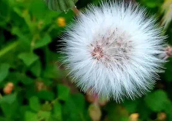 palla-che-si-soffia-al-vento-bianca