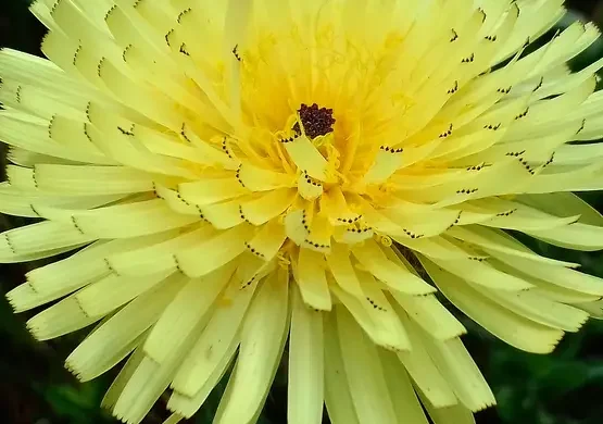 fiore-di-campo-margherita-completamente-giallo-canarino