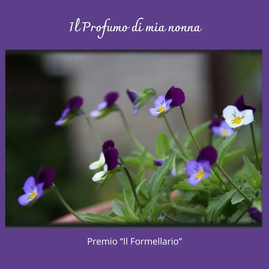 copertina-della-poesia-il-profumo-di-mia-nonna-di-emanuela-gizzi-su-fondo-violaceo-una-fotografia-di-violette-del-pensiero-
